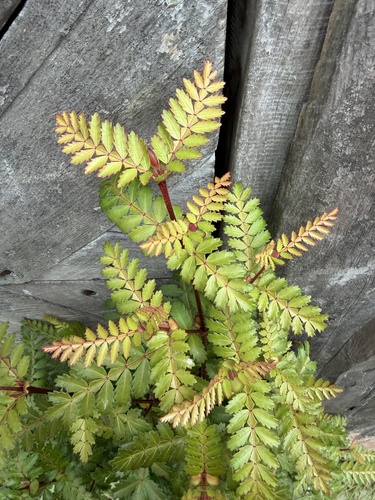 Tineo (Weinmannia trichosperma)