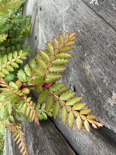 Weinmannia trichosperma, photograph 5