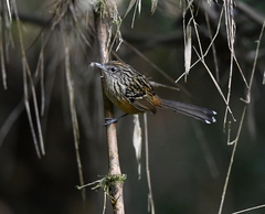 Drymophila striaticeps