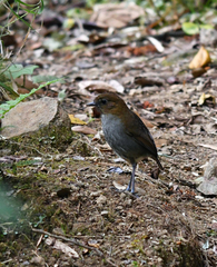 Grallaria urraoensis