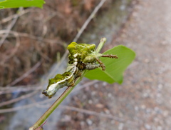Limenitis archippus