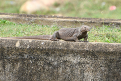 Varanus bengalensis
