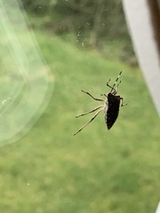 Rhaphigaster nebulosa