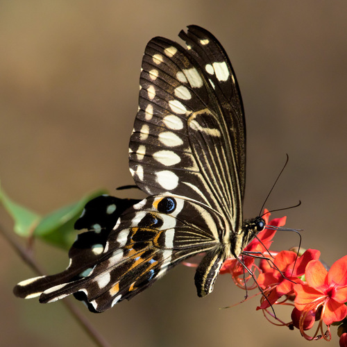 Central Emperor Swallowtail