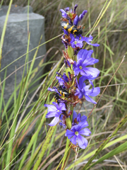 Aristea spiralis