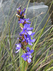 Aristea spiralis