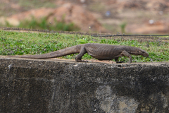Varanus bengalensis