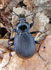 Carabus goryi