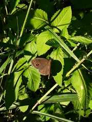 Brakefieldia perspicua perspicua