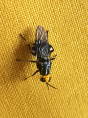 Cyphomyia wiedemanni