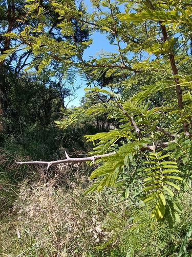 Sicklebush (Dichrostachys cinerea)