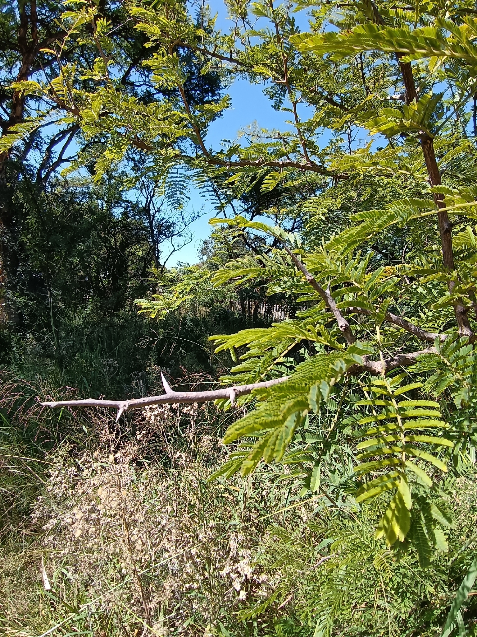 Sicklebush (Dichrostachys cinerea)