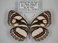 Neptis strigata kakamega