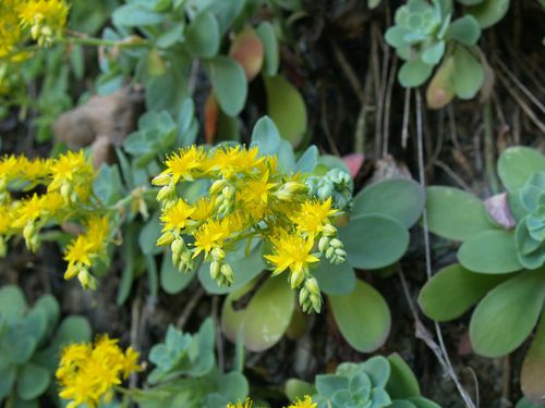 Palmer's Sedum