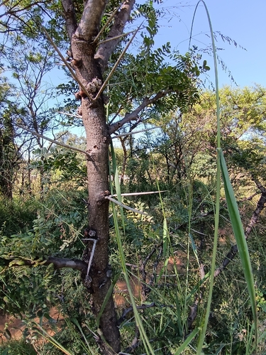 splendid thorn (Vachellia robusta)