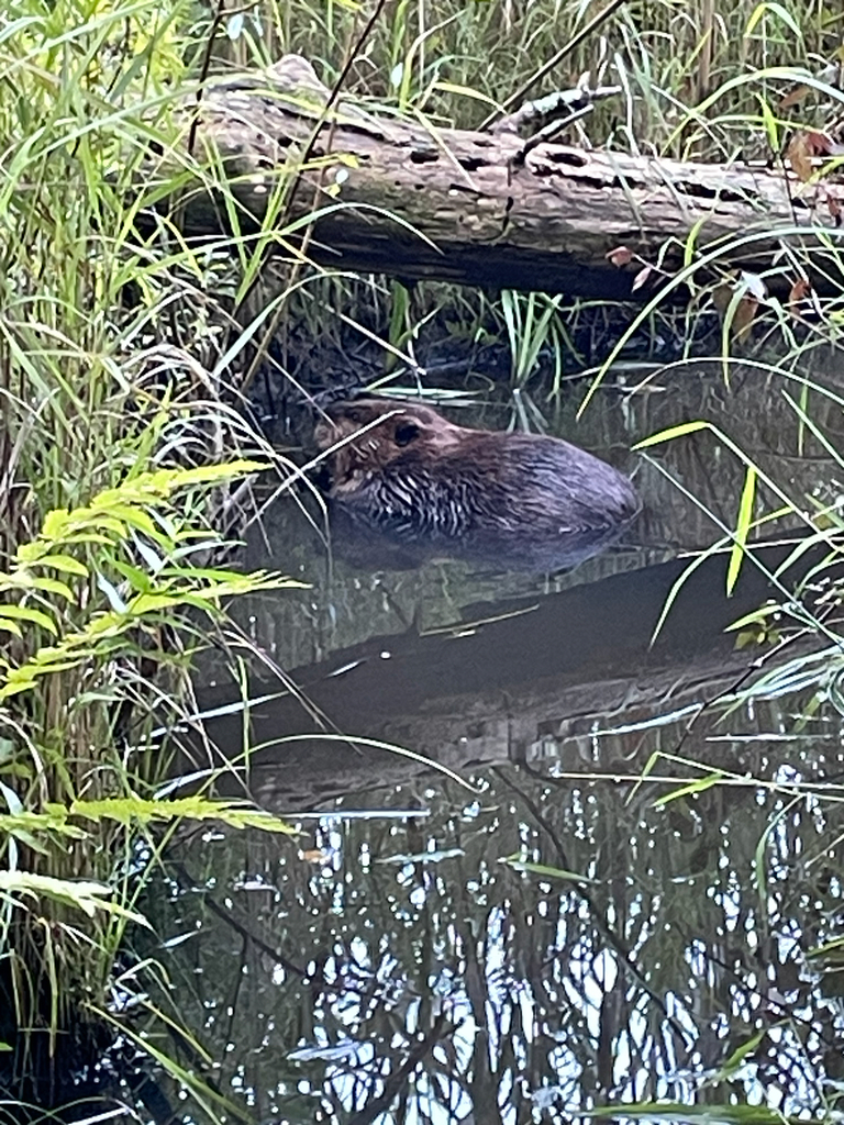 American Beaver from W Mountain Rd, Lenox, MA, US on August 27, 2023 at ...