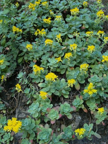 Palmer's Sedum