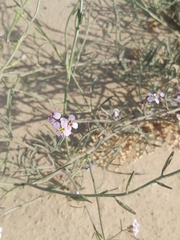 Cakile arabica