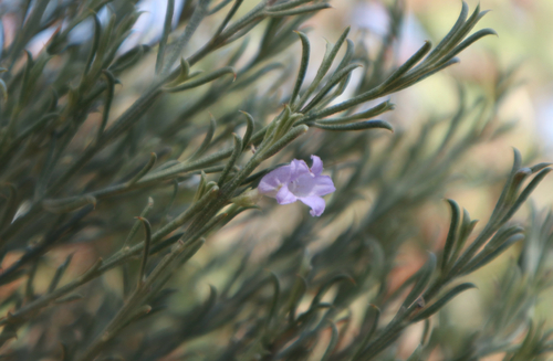 Broom Bush (Eremophila scoparia)