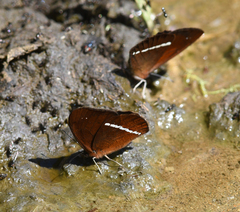 Lymanopoda albocincta