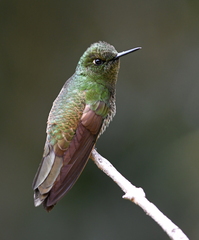 Boissonneaua flavescens