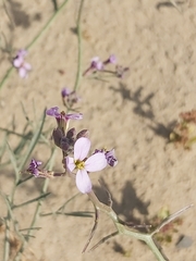 Cakile arabica
