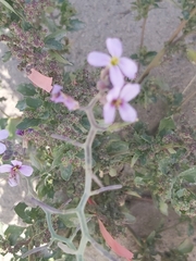 Cakile arabica