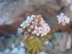 Sedum wrightii