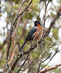 Diglossa brunneiventris