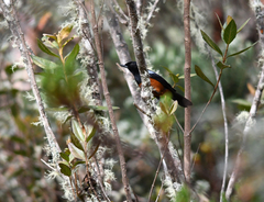 Diglossa gloriosissima