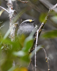 Silvicultrix frontalis