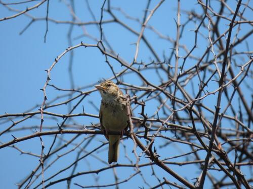 Melodious Lark (Mirafra cheniana), photo 5