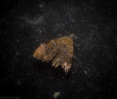 Choreutis melanopepla