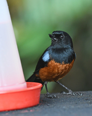 Diglossa gloriosissima