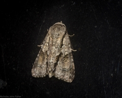 Turnerinycta phaeocosma