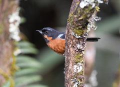 Diglossa brunneiventris