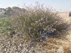 Cakile arabica