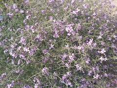 Cakile arabica