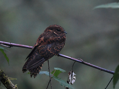 Uropsalis segmentata