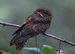 Uropsalis segmentata