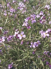 Cakile arabica