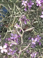 Cakile arabica