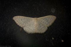 Idaea eretmopus