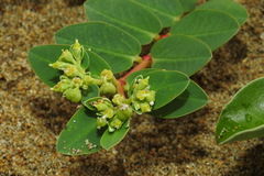 Euphorbia atoto