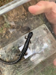 Plethodon glutinosus