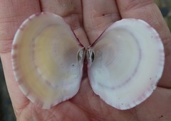 Semele rubropicta