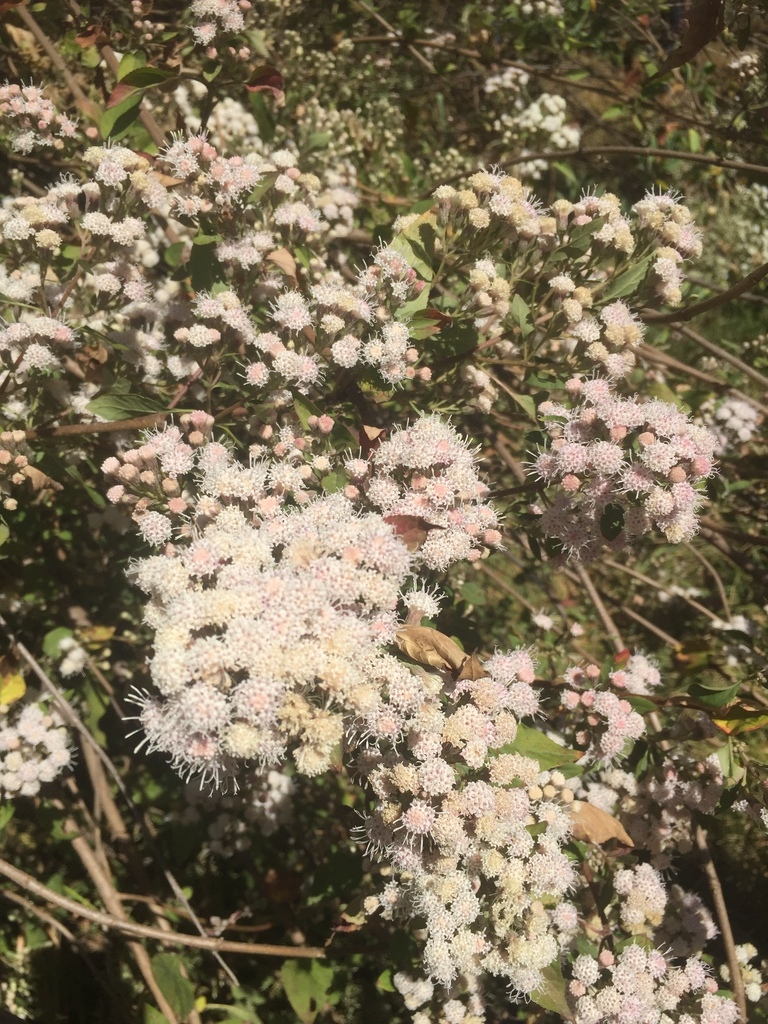 Ageratina cylindrica
