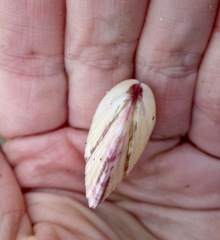 Semele rubropicta