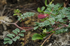 Tephrosia obovata