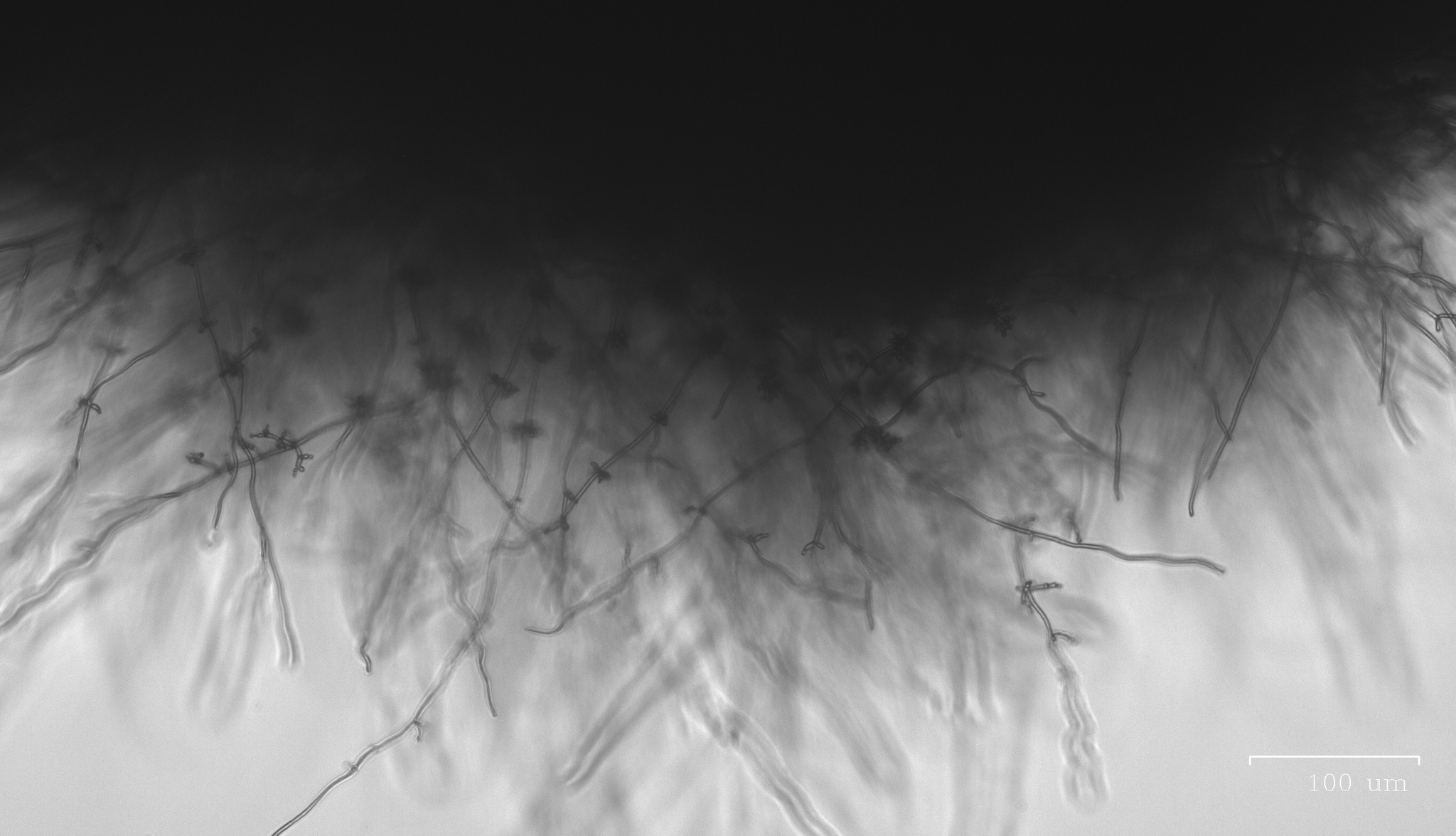 Cordyceps bassiana image